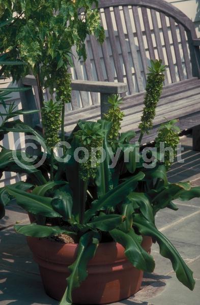 Green blooms; Deciduous