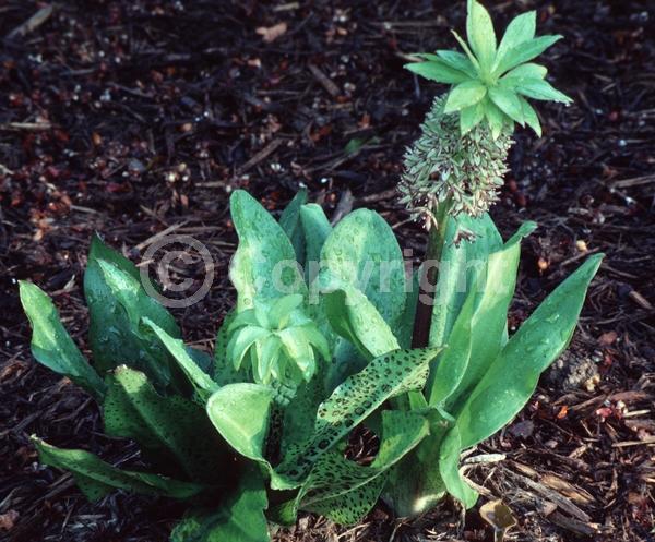 Green blooms; Deciduous