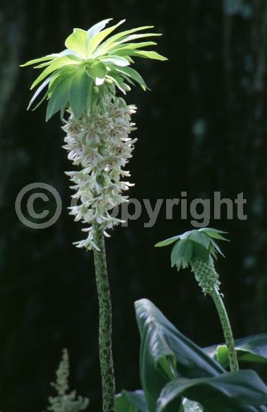 Green blooms; Deciduous