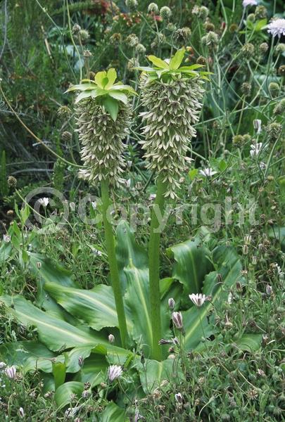 Green blooms; Deciduous