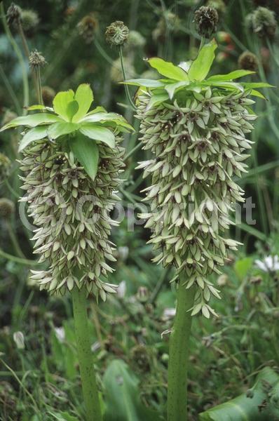 Green blooms; Deciduous