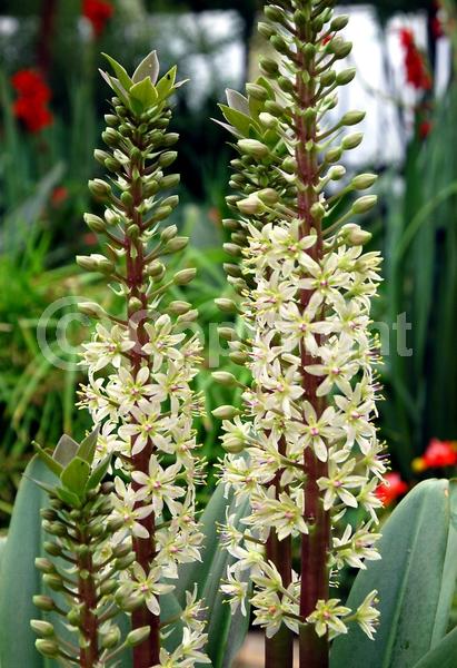 White blooms; Deciduous