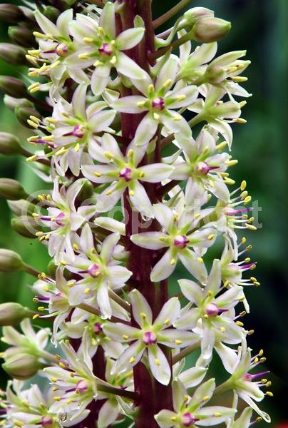 White blooms; Deciduous