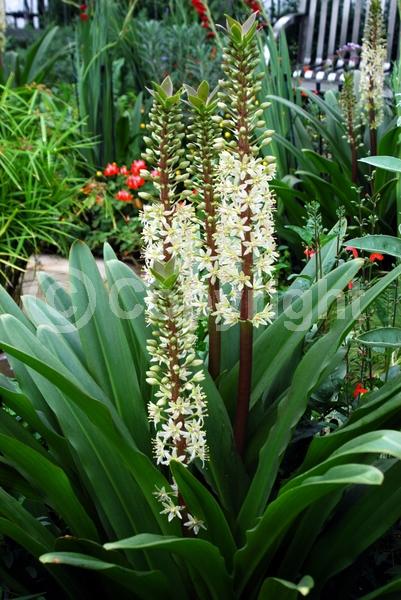 White blooms; Deciduous