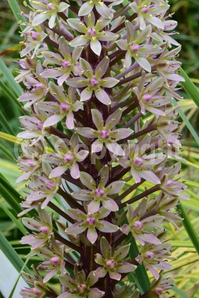 Pink blooms; Deciduous