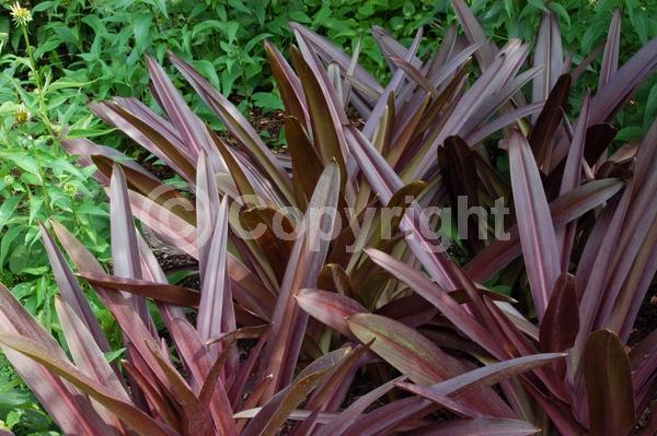 Pink blooms; Deciduous