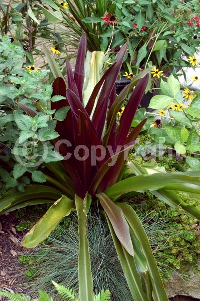 Pink blooms; Deciduous