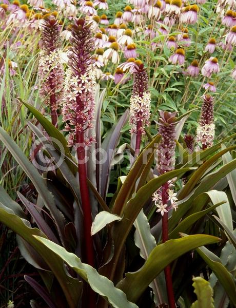 Pink blooms; Deciduous
