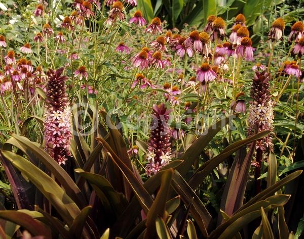 Pink blooms; Deciduous