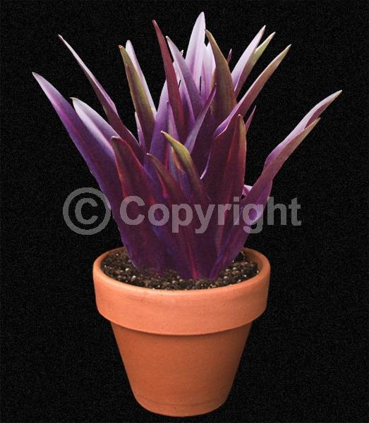 Pink blooms; Deciduous