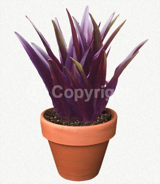 Pink blooms; Deciduous