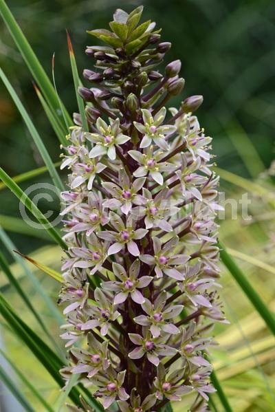 Pink blooms; Deciduous
