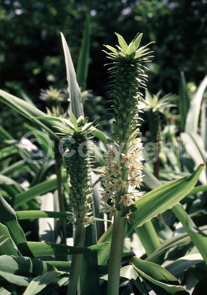 White blooms; Deciduous