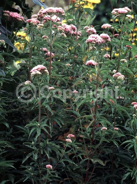 White blooms; Lavender blooms; Deciduous