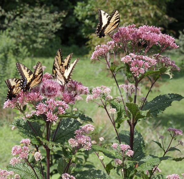 Pink blooms; North American Native