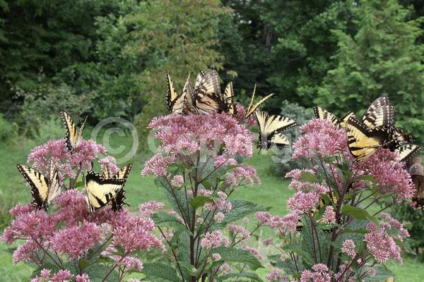 Pink blooms; North American Native