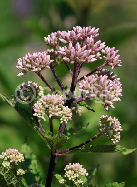 Pink blooms; North American Native