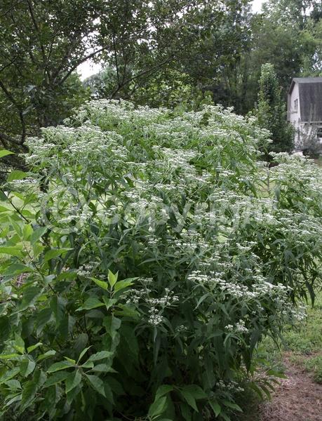White blooms; Deciduous; North American Native