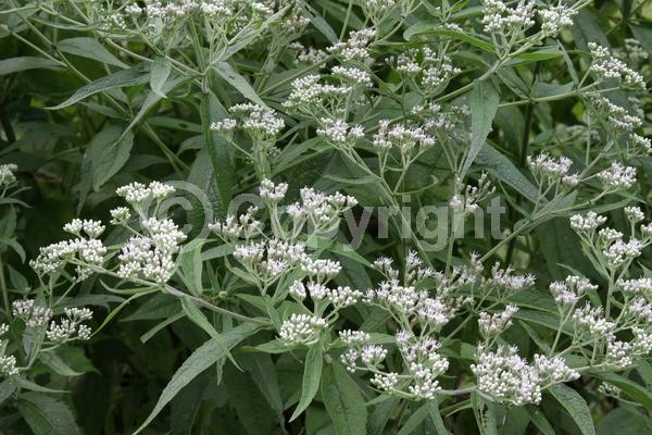 White blooms; Deciduous; North American Native