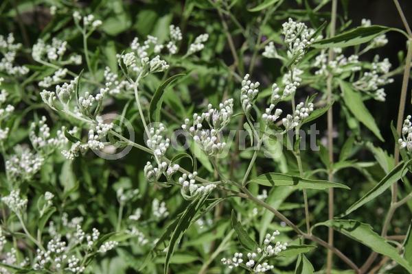 White blooms; Deciduous; North American Native