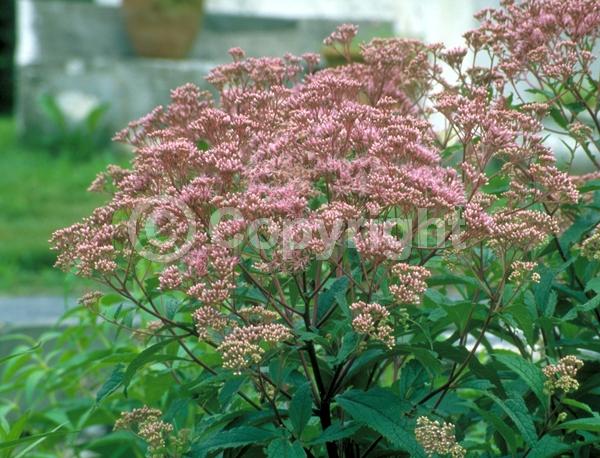Pink blooms; Deciduous