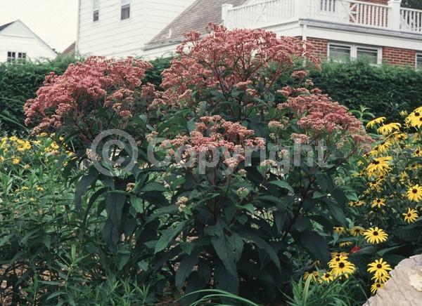Pink blooms; Deciduous