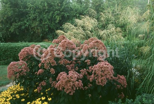 Pink blooms; Deciduous
