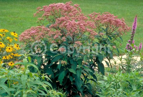 Pink blooms; Deciduous