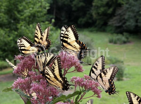 Pink blooms; North American Native