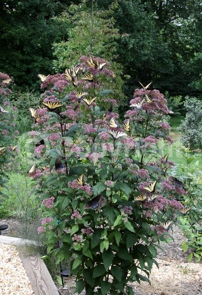Pink blooms; North American Native