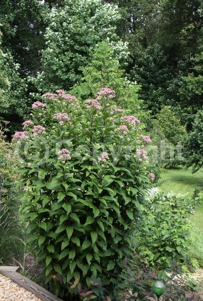 Pink blooms; North American Native