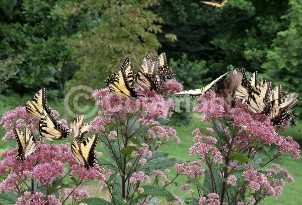 Pink blooms; North American Native