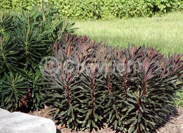 Yellow blooms; Evergreen