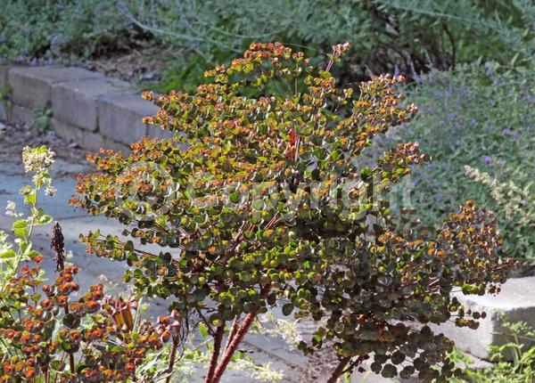 Yellow blooms; Evergreen