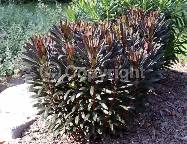 Yellow blooms; Evergreen