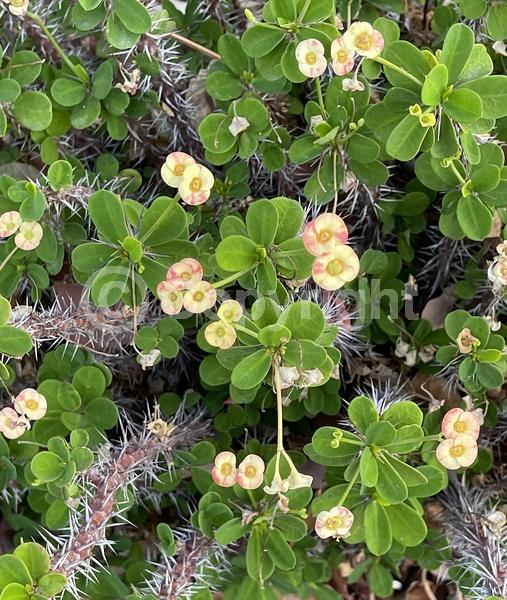 Red blooms; Yellow blooms; White blooms; Pink blooms; Evergreen