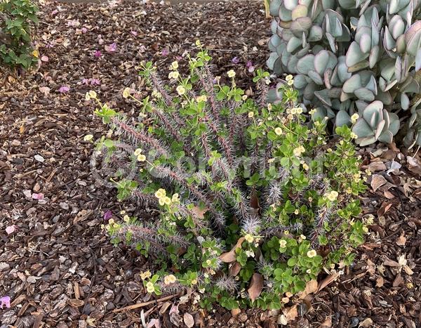Red blooms; Yellow blooms; White blooms; Pink blooms; Evergreen