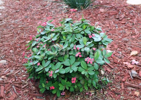 Red blooms; Yellow blooms; White blooms; Pink blooms; Evergreen