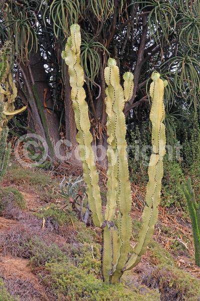Yellow blooms; Evergreen