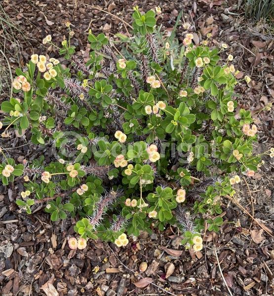 Red blooms; Yellow blooms; White blooms; Pink blooms; Evergreen