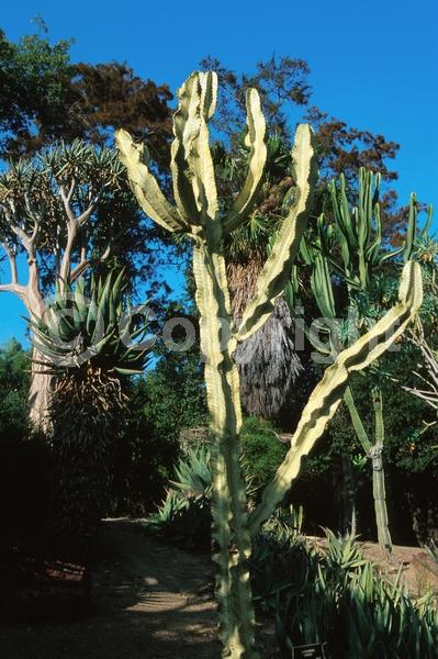 Yellow blooms; Evergreen