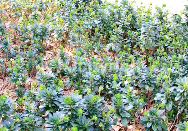 Yellow blooms; Evergreen