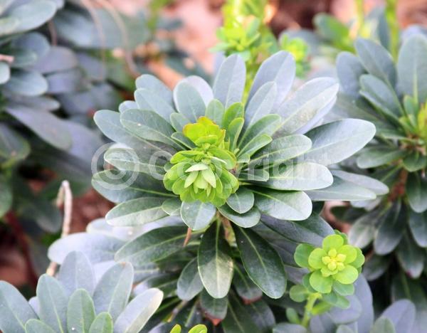 Yellow blooms; Evergreen