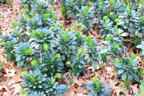 Yellow blooms; Evergreen