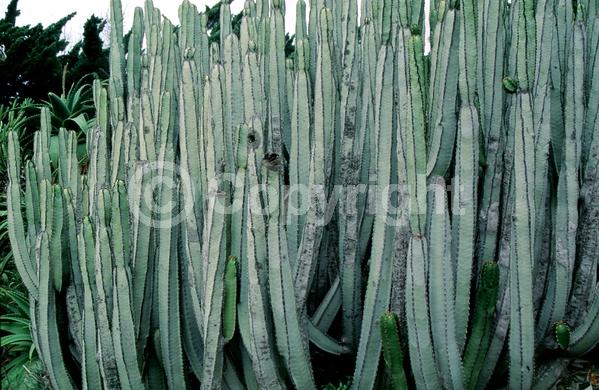 Red blooms; Deciduous