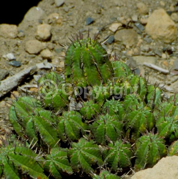 Purple blooms; Evergreen; Needles or needle-like leaf