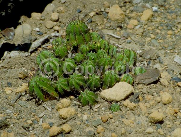 Purple blooms; Evergreen; Needles or needle-like leaf