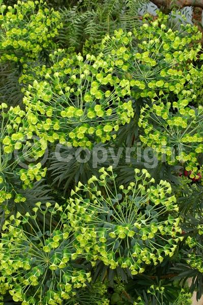 Yellow blooms; Green blooms