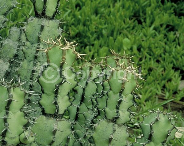 Yellow blooms; Evergreen; Needles or needle-like leaf