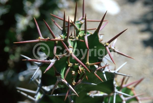 Yellow blooms; Evergreen; Needles or needle-like leaf